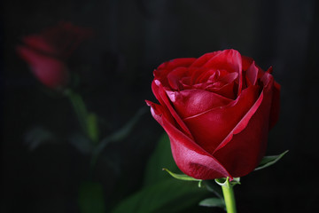 beautiful scarlet rose with reflection