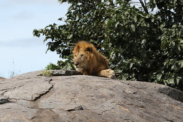 Lion sitting on Kopje, Serengeti. Tanzania