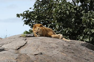 Lion sitting on Kopje, Serengeti. Tanzania
