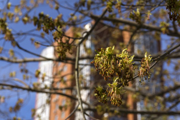 just bloomed leaves and pollen buds of maple on a blurred city background
