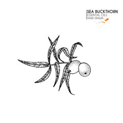 Hand drawn sea buckthorn berries and leaves. Vector engraved illustration. Herbal tea, healing. Food ingredient, aromatherapy, cooking. Cosmetic package design, medicinal herb, treating, healt care.