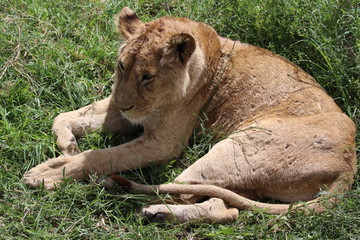 Lioness, Portrait, Serengeti, Savannah, Tanzania