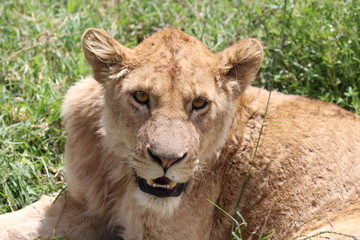 Lioness, Portrait, Serengeti, Savannah, Tanzania