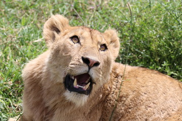 Lioness, Portrait, Serengeti, Savannah, Tanzania