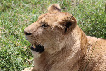 Lioness, Portrait, Serengeti, Savannah, Tanzania