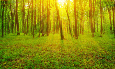 Fototapeta premium Forest and sun rays