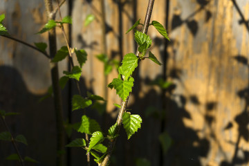 fresh leaves of a young birch on a background of an old wooden board fence