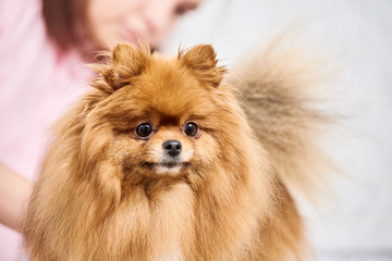 Obraz premium Closeup of professional groomer combing little pomeranian spitz
