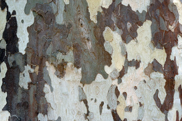 Baumrinde Platane Nahaufnahme / Die Nahaufnahme und Maserung der Baumrinde einer Platane, Platanus acerifolia.