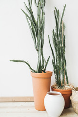 Succulent cactus in flowerpot at white wall. Minimal home design interior.