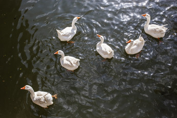 six domestic geese swimming in pond © Mary Abramkina