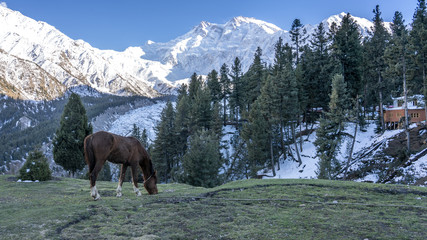 Fototapeta na wymiar A brown horse eat grass on a meadow with Nanga Parbat mountain peak background,Gilgit, Balistan, Pakistan