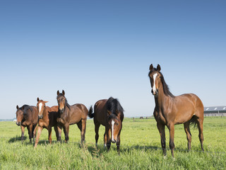 brown horses in green grassy meadow in dutch polder under bluw sky in the netherlands near amersfoort and baarn