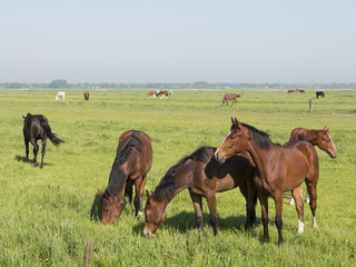 Fototapeta na wymiar brown horses in green grassy meadow in dutch polder under bluw sky in the netherlands near amersfoort and baarn