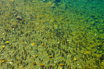 fish in the river