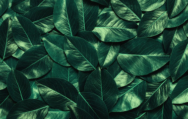 Obraz premium Green leaves background
