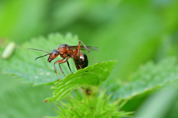 macro forest ant with wings the queen of the ant