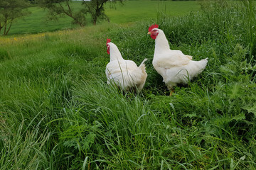Hen,farm,agricolture,grass,farmaland,eggs,animals,panorama,wood,