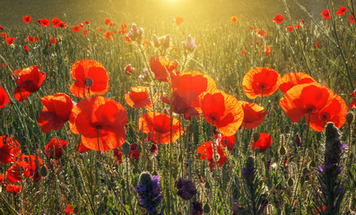 Beautiful field of red poppies in the sunrise light, in the Valderrobres medieval village,...