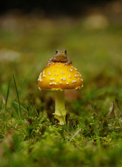 toad on mushroom