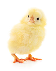 Fototapeta premium Small yellow chicken.