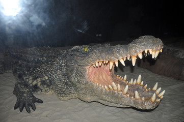 crocodile danger in water, attack people