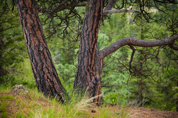 Characteristic bark of the Ponderosa Pine tree in Brisithc Columbia, Canada