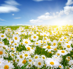 field of daisy flowers © Alekss