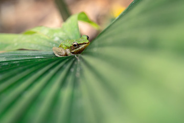 Green Tree frog stay calm on the big leaf of palm tree - closer