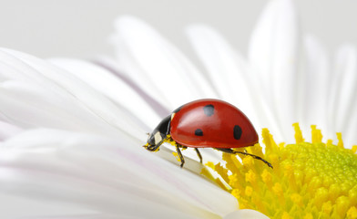 Ladybug on a flower