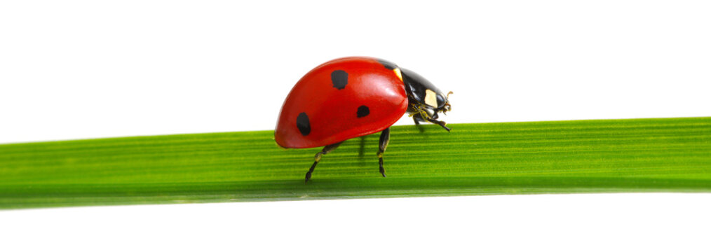 red ladybug on grass