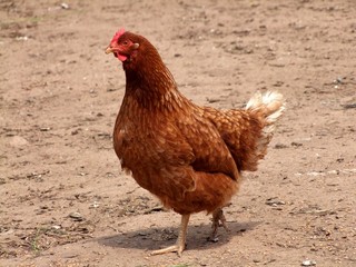 Poule dans une basse-cour.