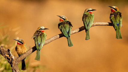 Bee-eater Line-up