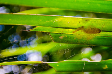 Butterfly life cycles