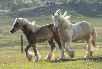 Obraz na płótnie Canvas Gypsy horse fillies run in paddock