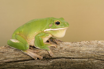 White Lipped Tree Frog (Litoria infrafrenata)/White Lipped Tree Frog on thick branch