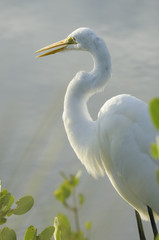 Common Egret, Merrit Island National WIldlife Refuge, FL