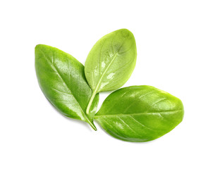 Fresh green basil leaves on white background