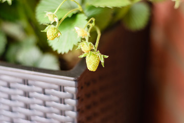 Erdbeerpflanze Reifung der Erdbeeren