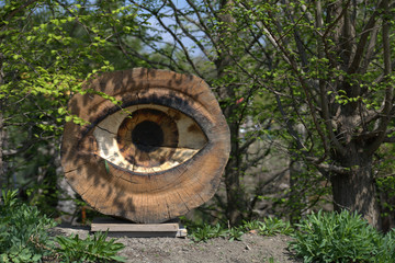 Holzauge