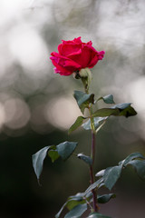 A beautiful, single, red rose stands alone on an overcast day.