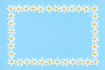 White daffodils on a pastel blue background.
