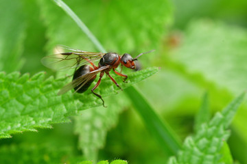 macro forest ant with wings the queen of the ant