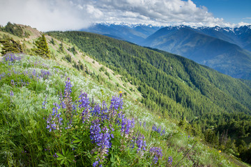Fototapeta na wymiar The view from Huricane Ridge, Washington, USA