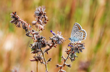 Butterfly in nature