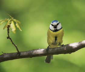 Obraz premium portrait of beautiful bright little bird tit sitting on a branch in the Park in spring and singing songs