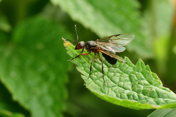 macro forest ant with wings the queen of the ant