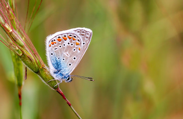 Butterfly in nature