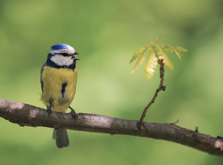 beautiful bright little bird tit sitting on a branch in the Park in the spring and singing a song