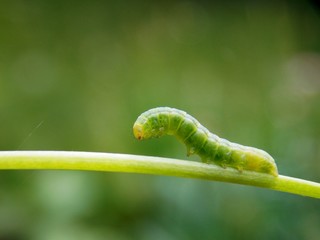 green caterpillar on the plant
